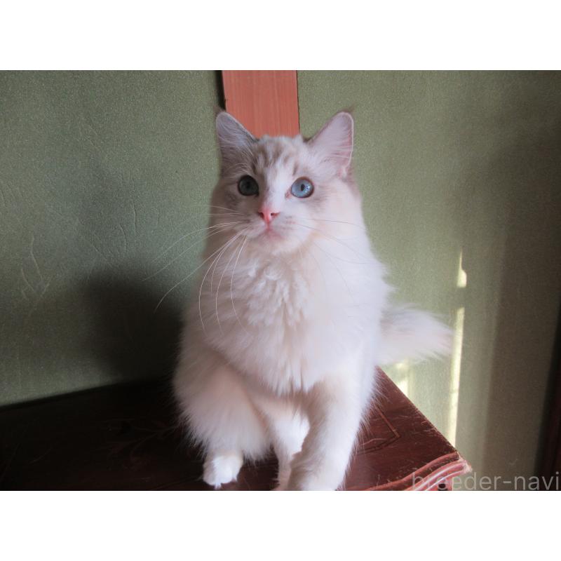 販売中の大分県のラグドール-111959の2枚目