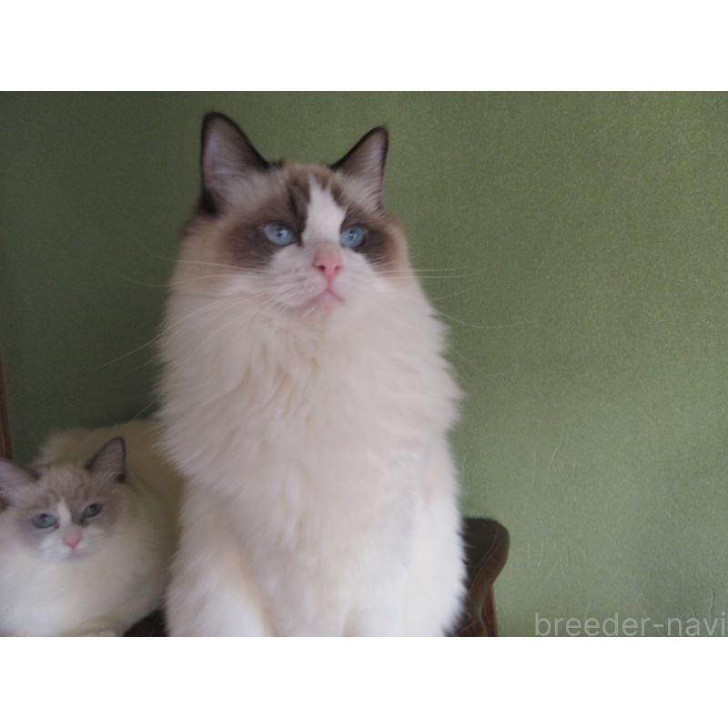 販売中の大分県のラグドール-111716の2枚目