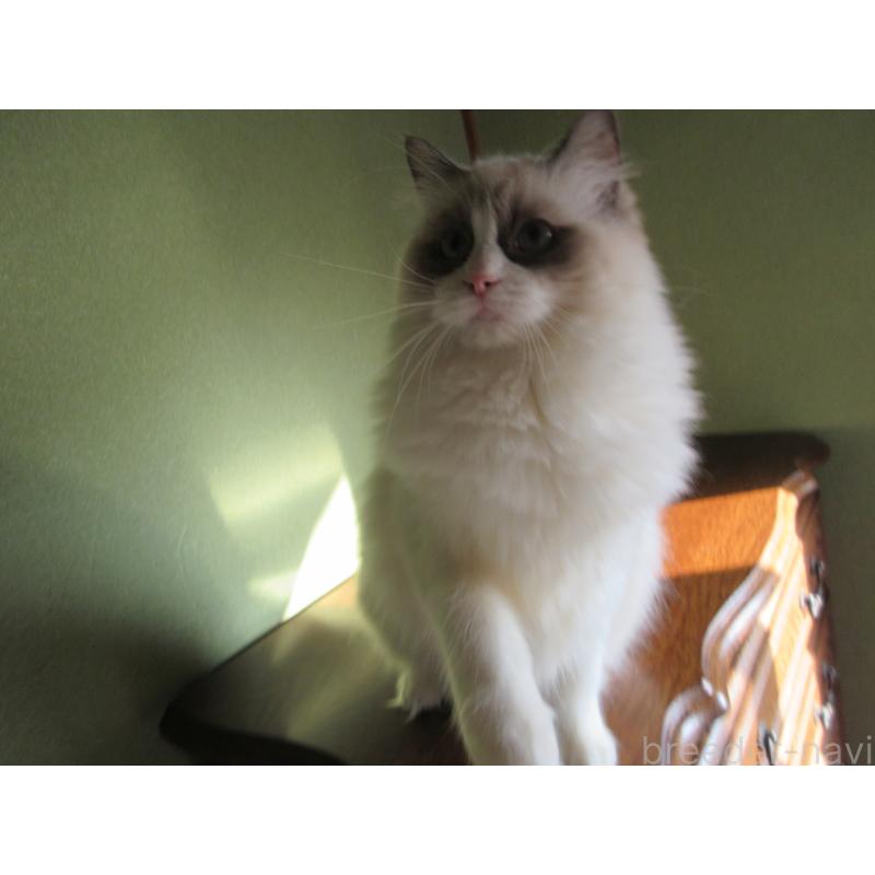 販売中の大分県のラグドール-112361の2枚目