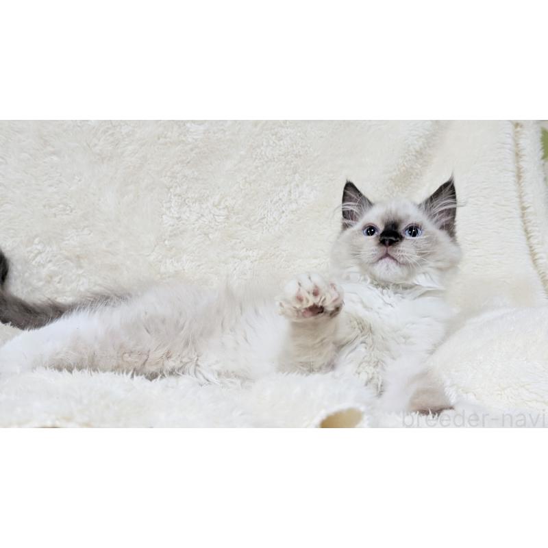 販売中の宮城県のラグドール-134435の17枚目