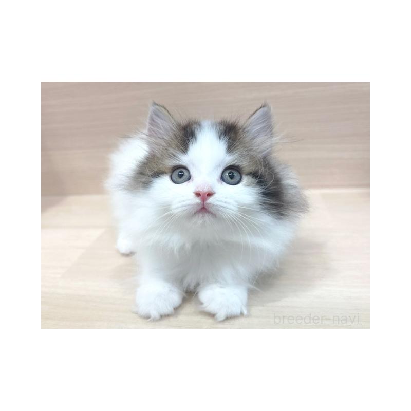 販売中の東京都のラガマフィン-137615