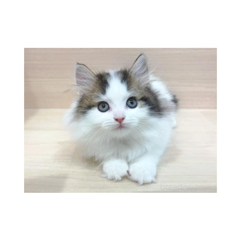 販売中の東京都のラガマフィン-137615の4枚目