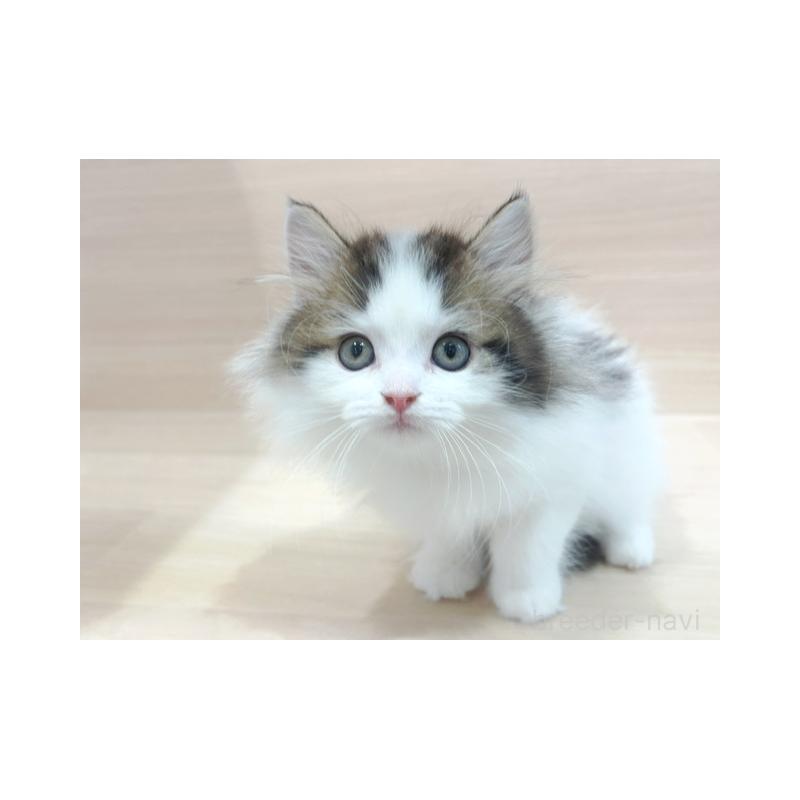 販売中の東京都のラガマフィン-137615の3枚目