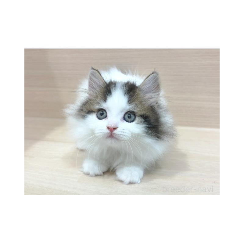 販売中の東京都のラガマフィン-137615の2枚目