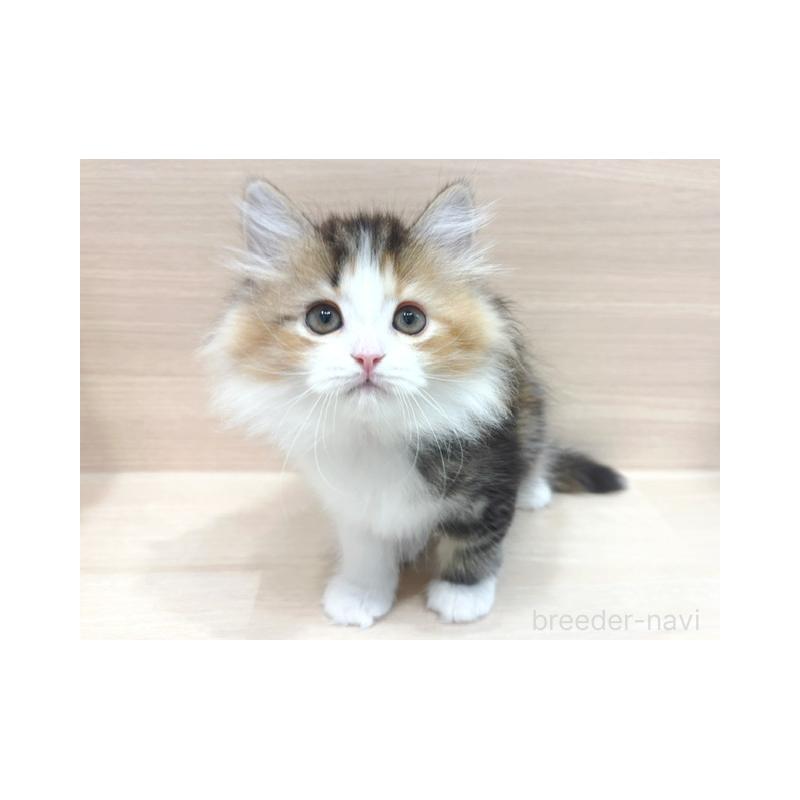 販売中の東京都のラガマフィン-137616の1枚目