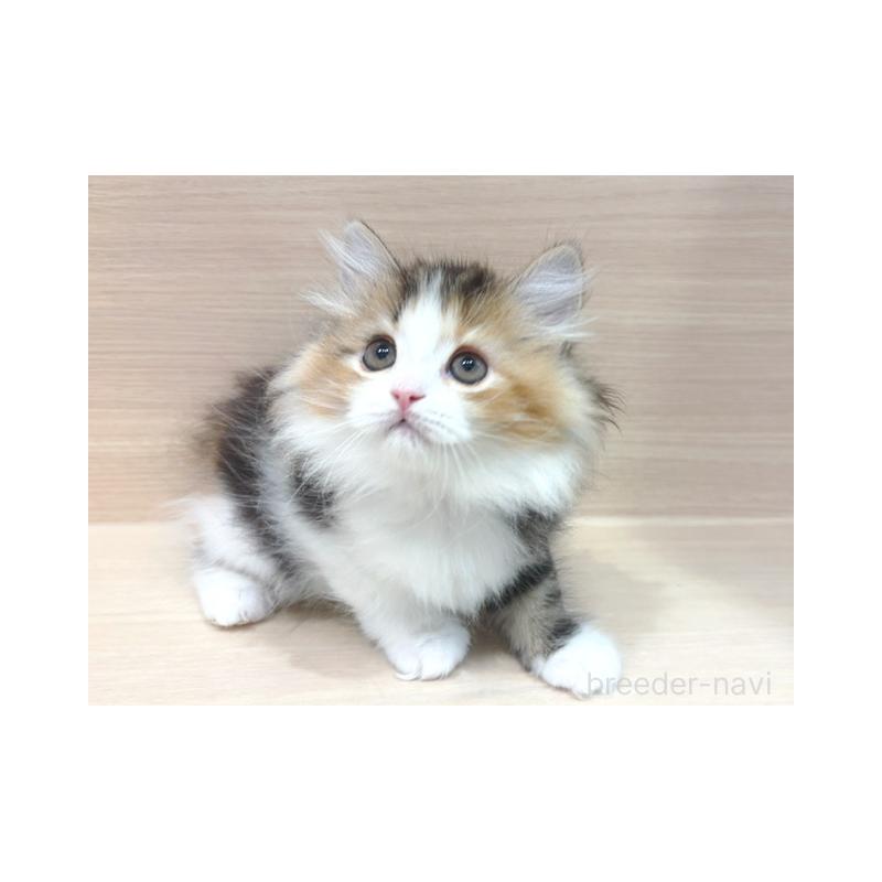 販売中の東京都のラガマフィン-137616の4枚目