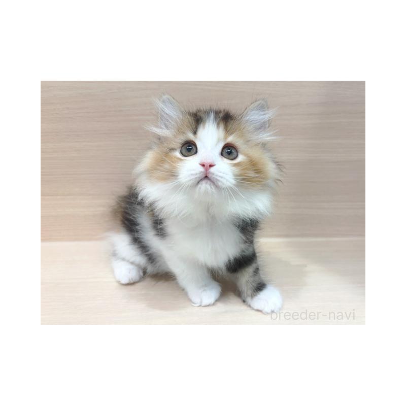 販売中の東京都のラガマフィン-137616の3枚目