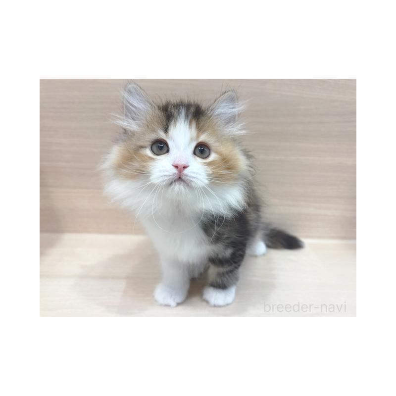 販売中の東京都のラガマフィン-137616の2枚目