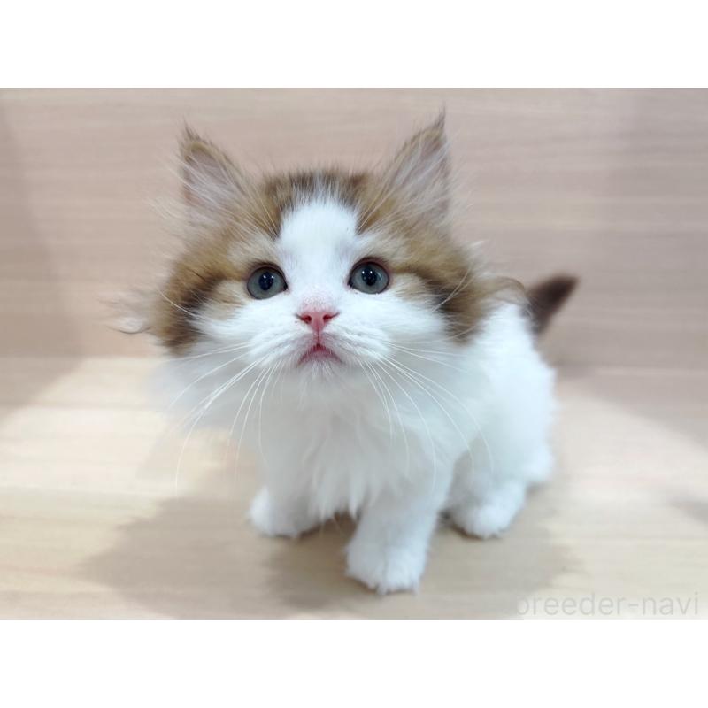 販売中の東京都のラガマフィン-137617の4枚目