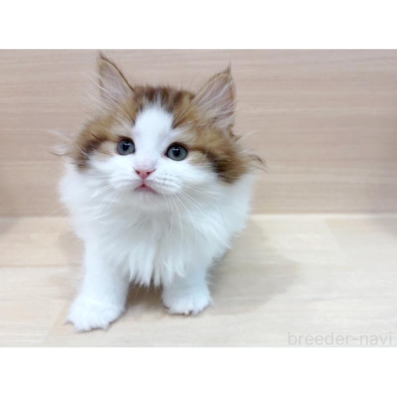 販売中の東京都のラガマフィン-137617の3枚目