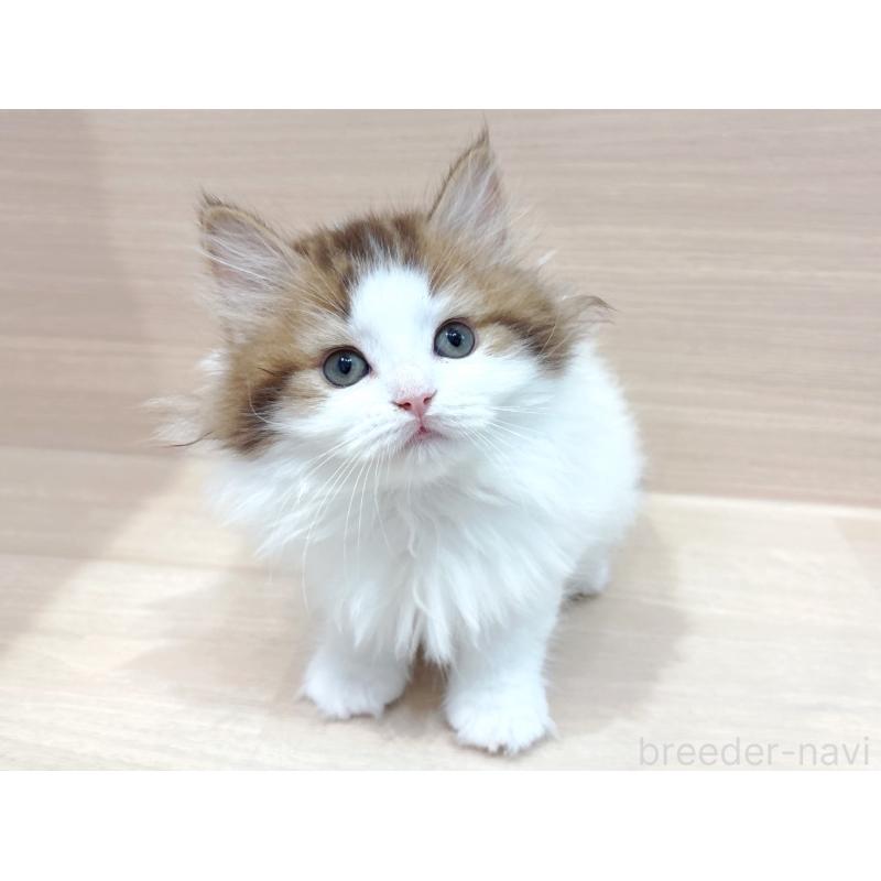 販売中の東京都のラガマフィン-137617の2枚目