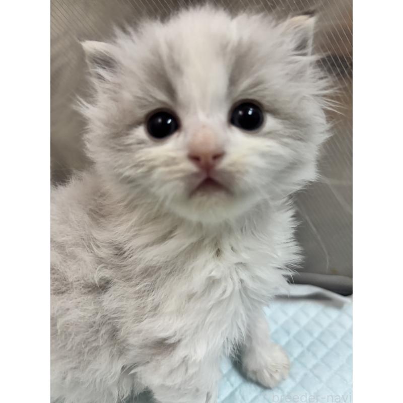 販売中の兵庫県のラグドール-137618の3枚目