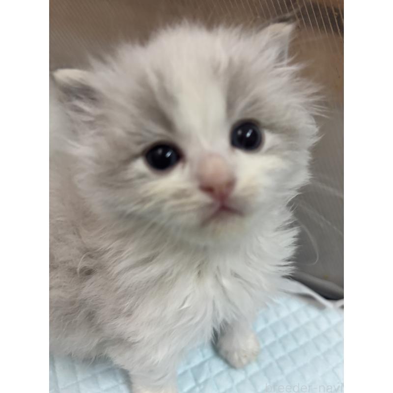 販売中の兵庫県のラグドール-137618の2枚目