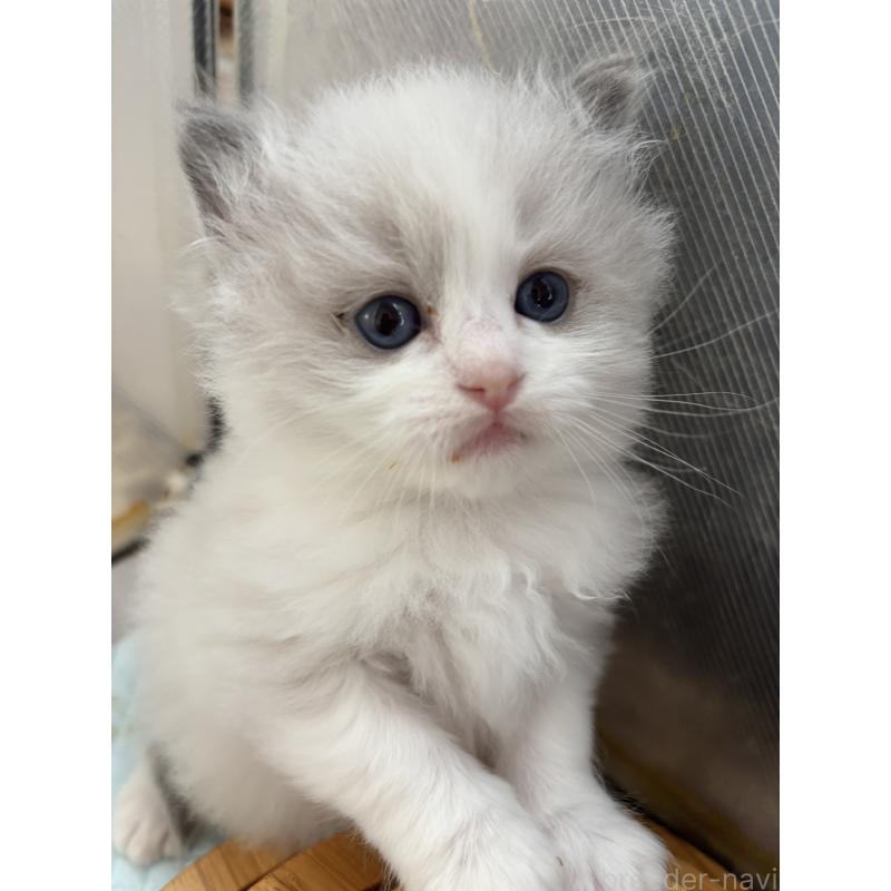 販売中の兵庫県のラグドール-137619の3枚目