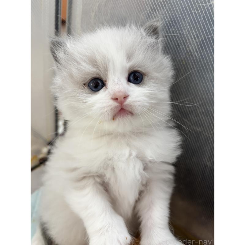 販売中の兵庫県のラグドール-137619の2枚目