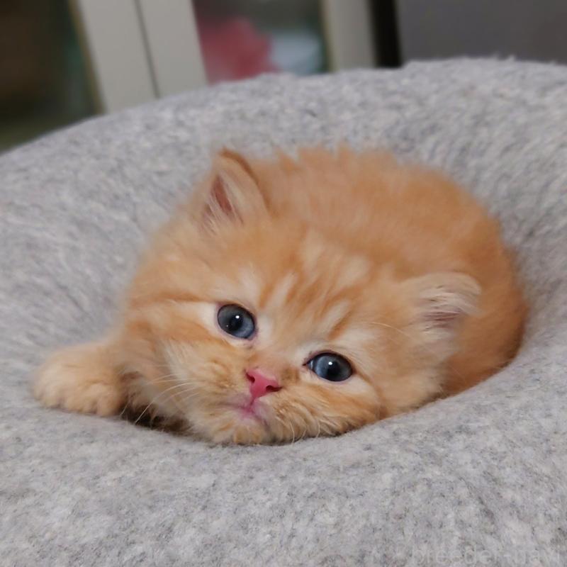 販売中の埼玉県のミヌエット-136382