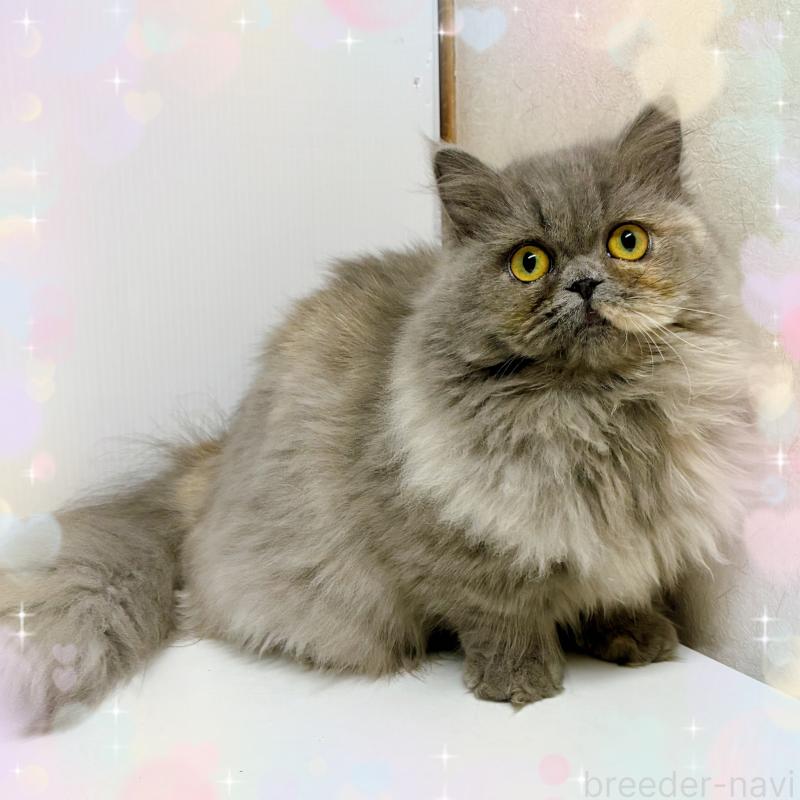 販売中の東京都のミヌエット(短足)-129633の1枚目