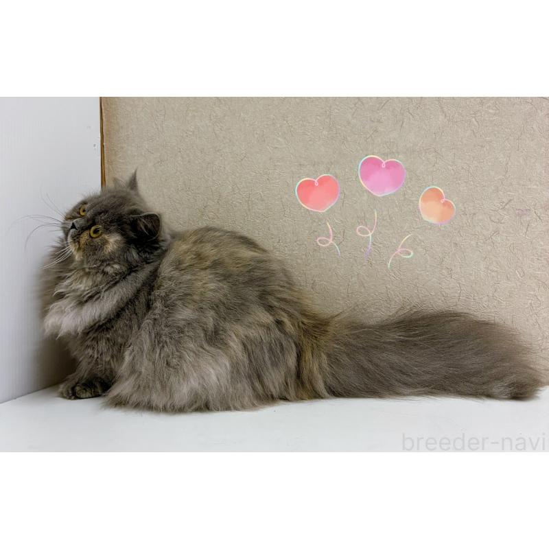 販売中の東京都のミヌエット(短足)-129633の4枚目