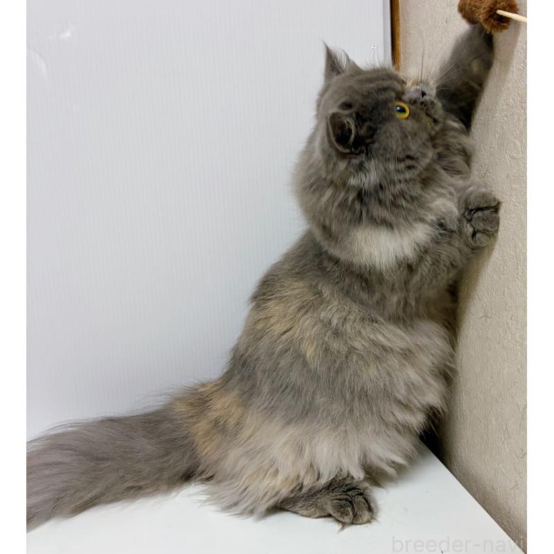 販売中の東京都のミヌエット(短足)-129633の3枚目