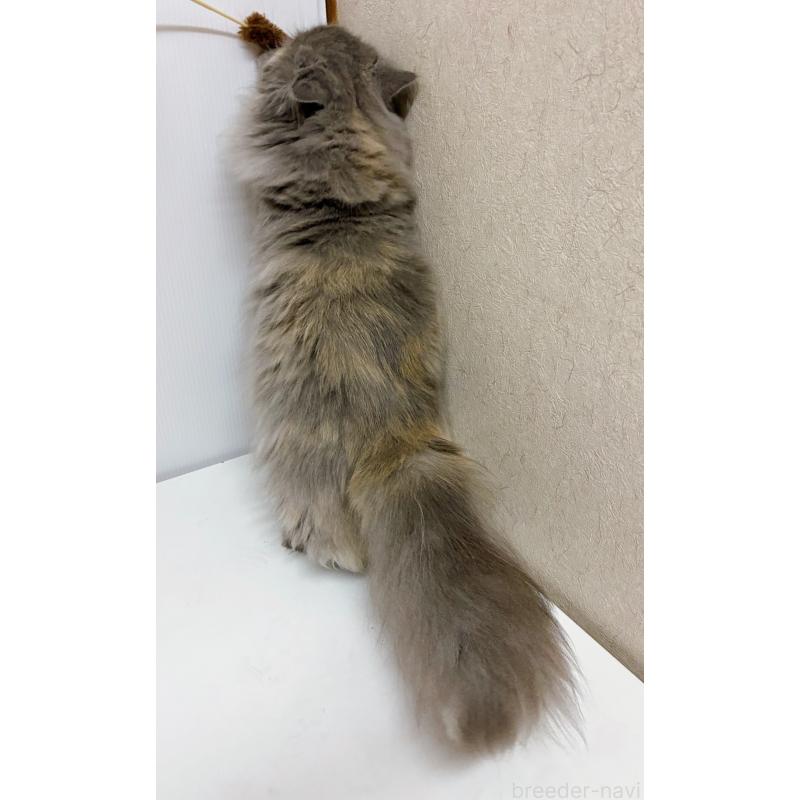 販売中の東京都のミヌエット(短足)-129633の2枚目