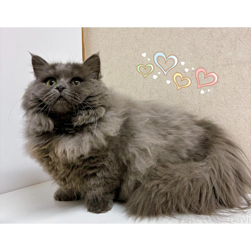 販売中の東京都のミヌエット(短足)-128715の2枚目