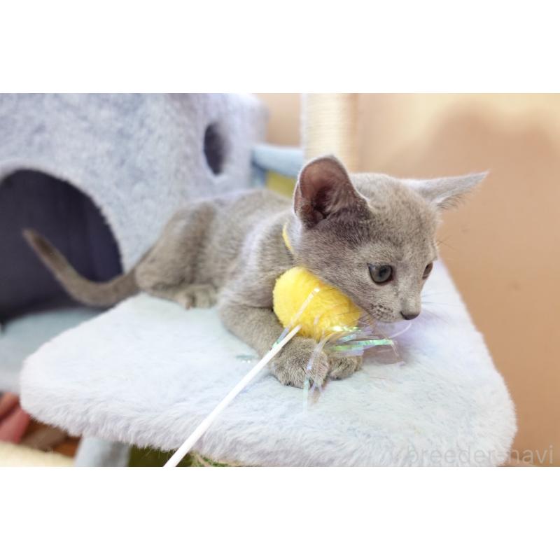 販売中の埼玉県のロシアンブルー-137524の6枚目