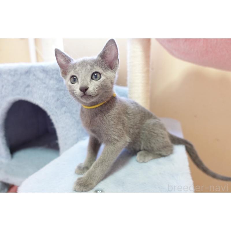 販売中の埼玉県のロシアンブルー-137524の5枚目