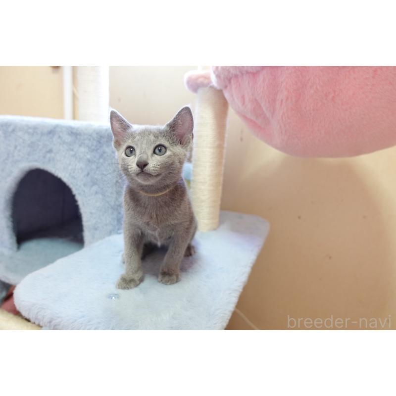 販売中の埼玉県のロシアンブルー-137524の4枚目