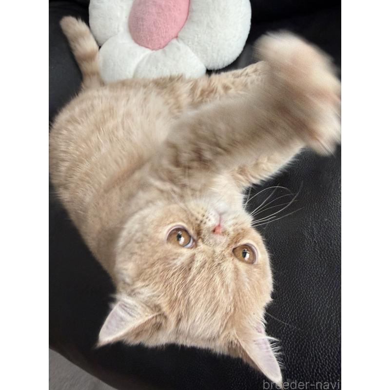 販売中の京都府のエキゾチックショートヘア-133864