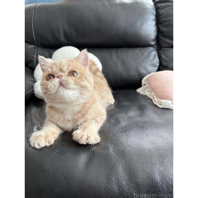 販売中の京都府のエキゾチックショートヘア-133864の3枚目