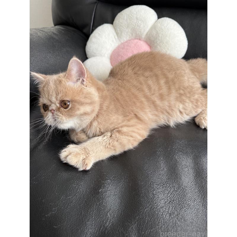 販売中の京都府のエキゾチックショートヘア-133864の2枚目