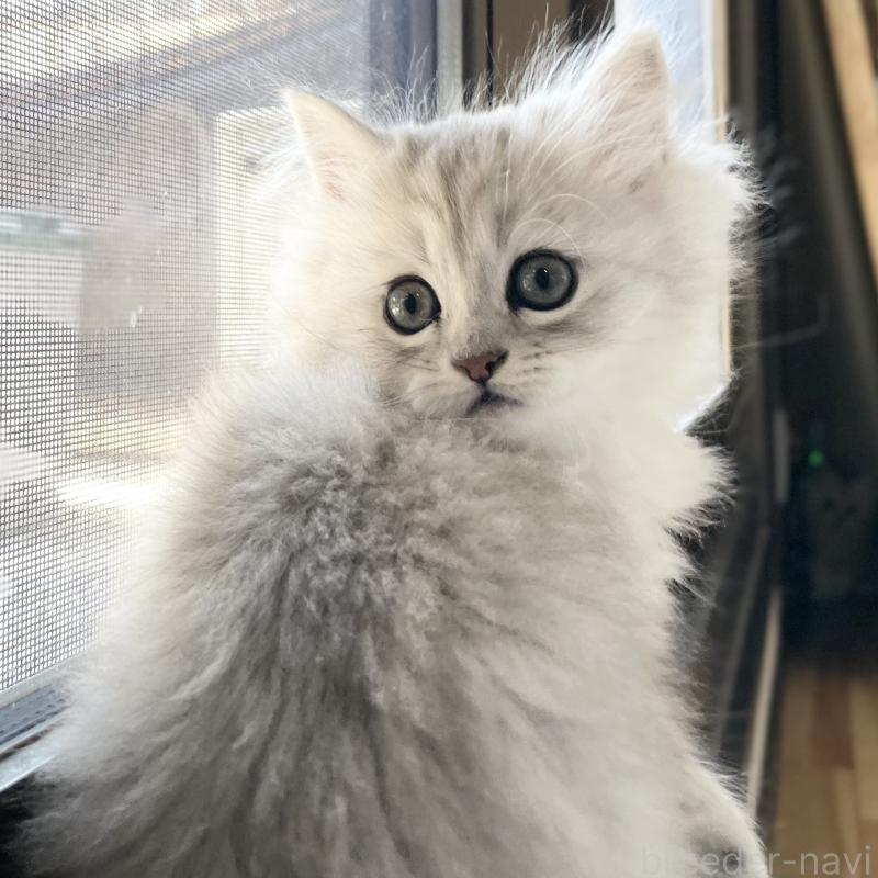 販売中の愛知県のミヌエット-134740の15枚目