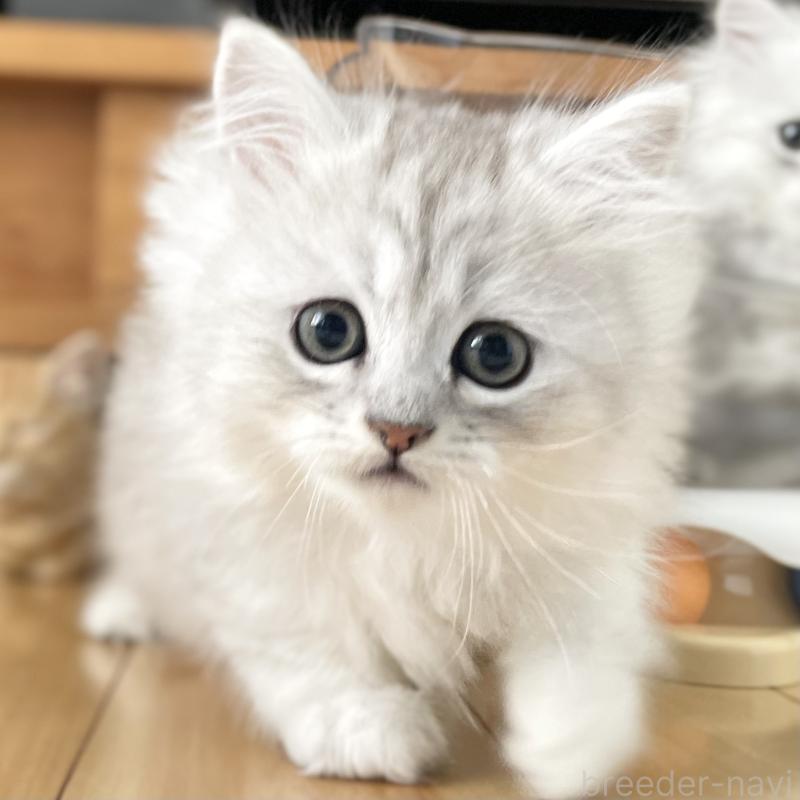 販売中の愛知県のミヌエット-134740の14枚目