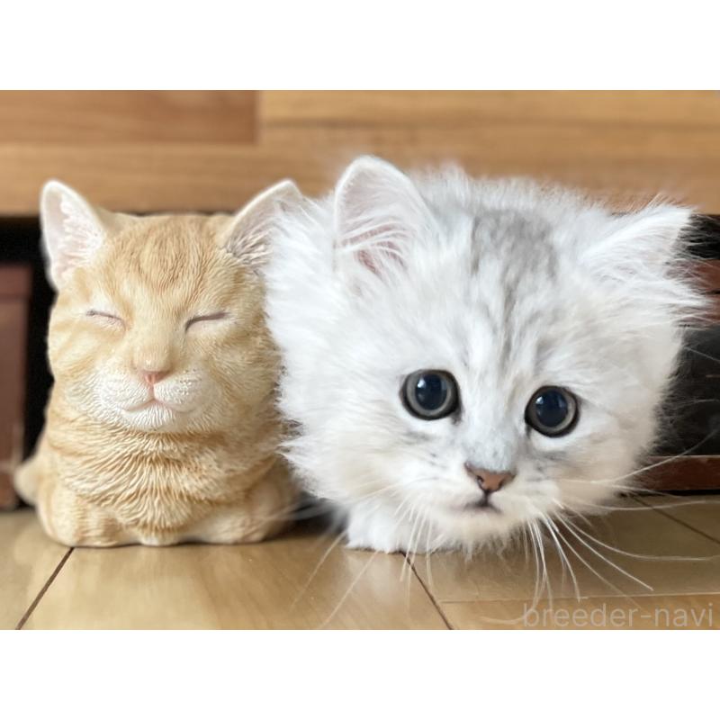 販売中の愛知県のミヌエット-134740の13枚目