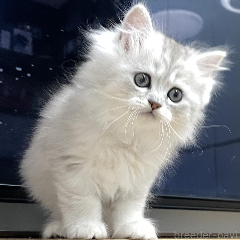 販売中の愛知県のミヌエット-134740の12枚目