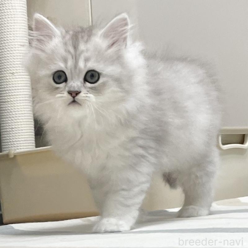 販売中の愛知県のミヌエット-134740の11枚目