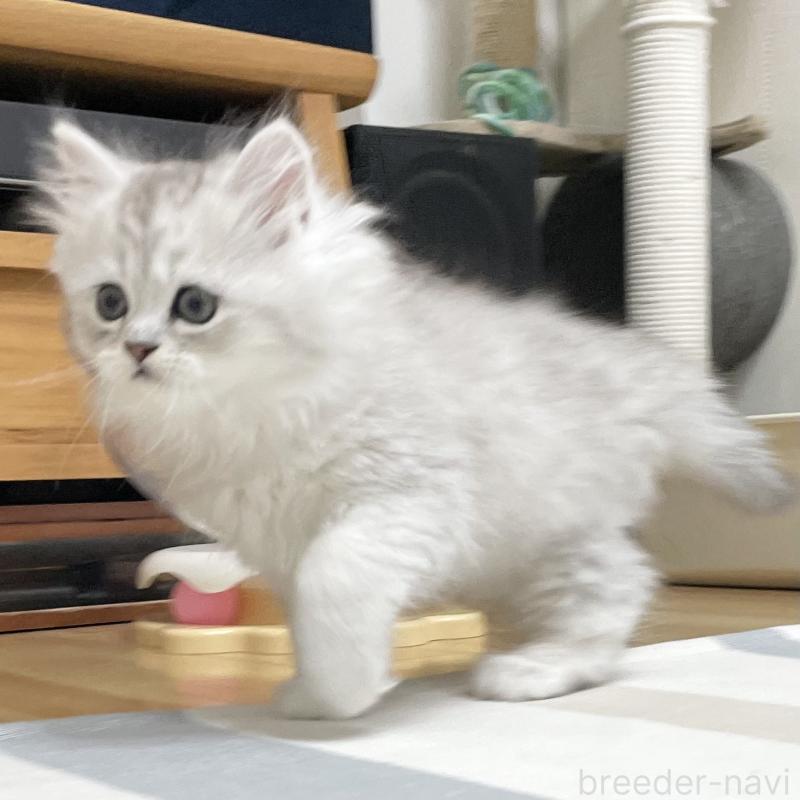 販売中の愛知県のミヌエット-134740の9枚目