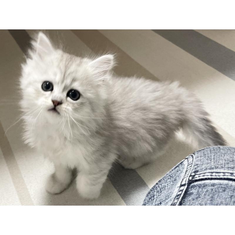 販売中の愛知県のミヌエット-134740の3枚目