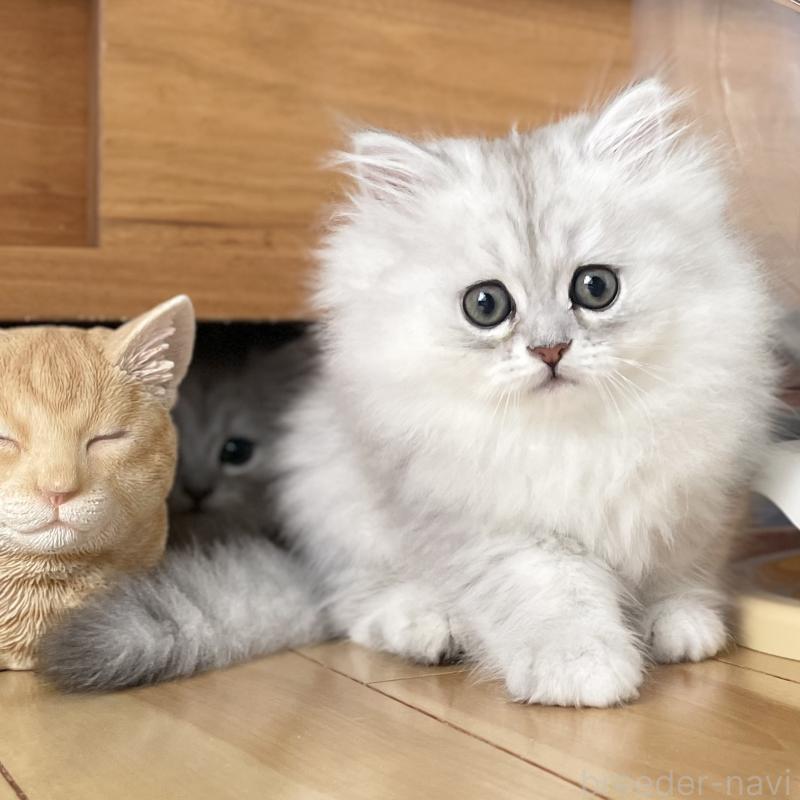 販売中の愛知県のミヌエット-134739の15枚目