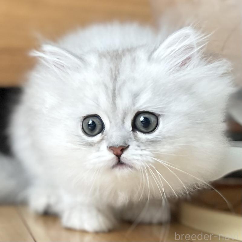 販売中の愛知県のミヌエット-134739