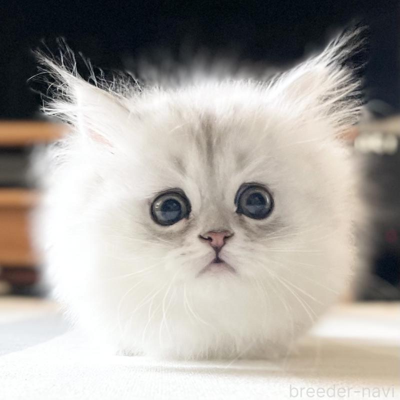 販売中の愛知県のミヌエット-134739の13枚目