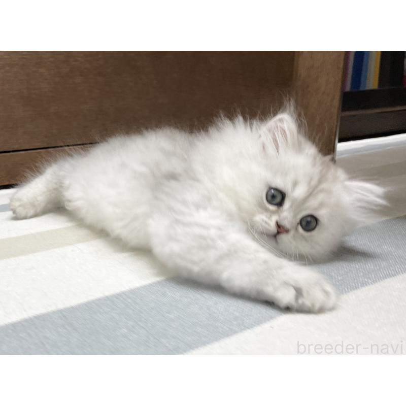 販売中の愛知県のミヌエット-134739の12枚目