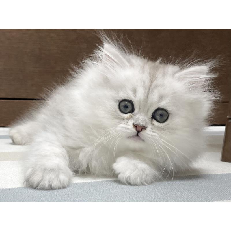 販売中の愛知県のミヌエット-134739の11枚目