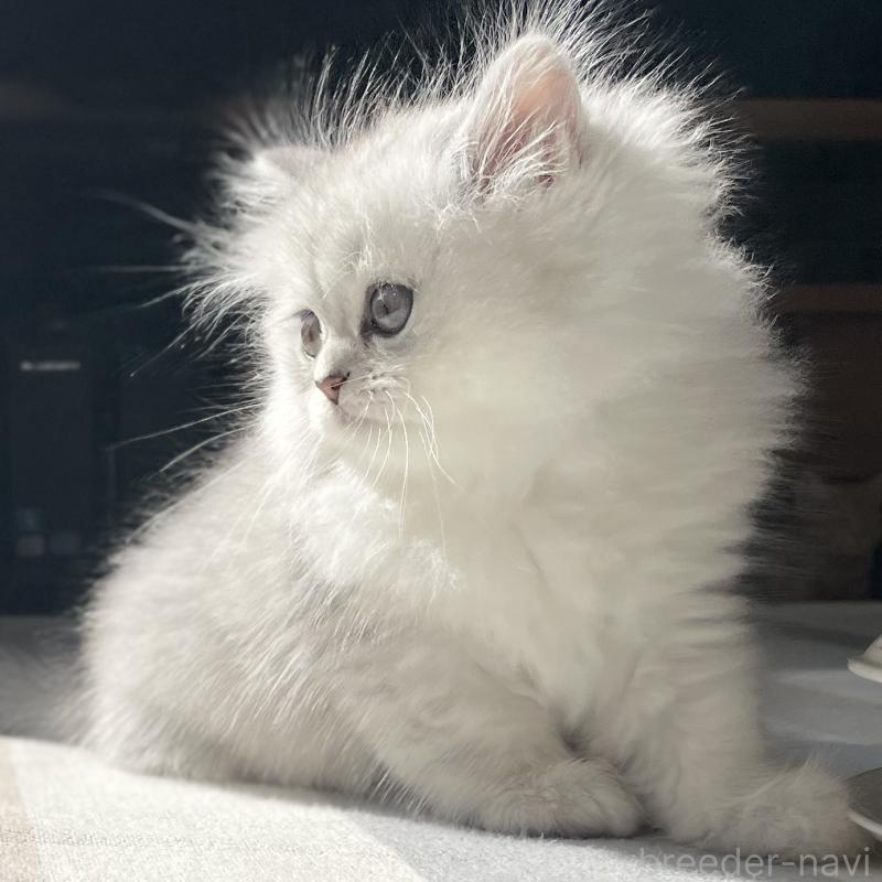 販売中の愛知県のミヌエット-134739の6枚目