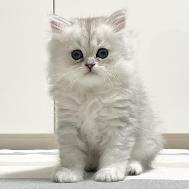 販売中の愛知県のミヌエット-134739の5枚目