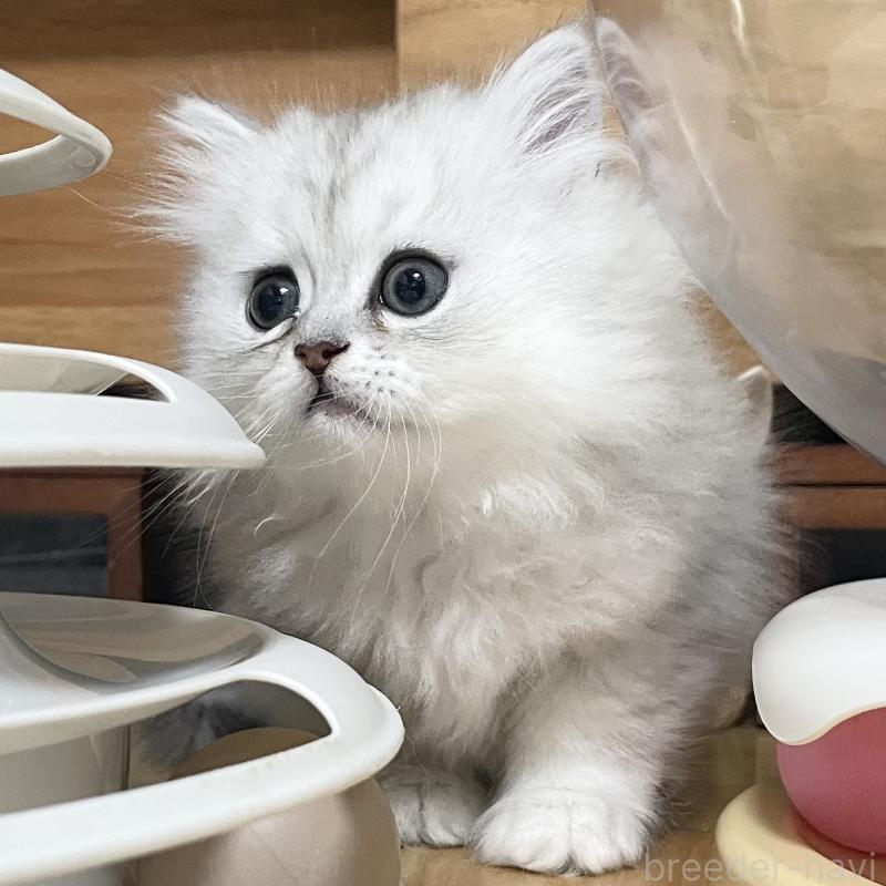 販売中の愛知県のミヌエット-134739の4枚目