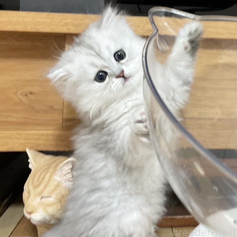 販売中の愛知県のミヌエット-134739の2枚目