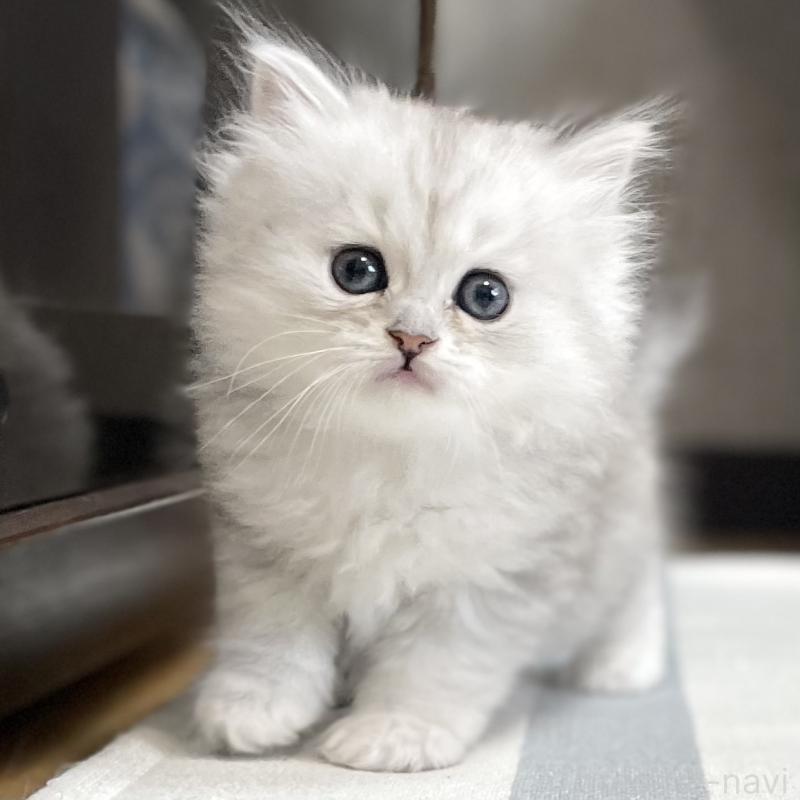 販売中の愛知県のミヌエット-134739の3枚目