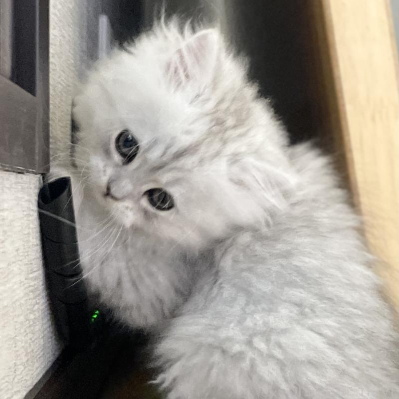 販売中の愛知県のミヌエット-134741の15枚目