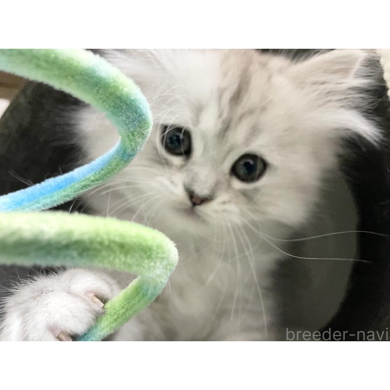 販売中の愛知県のミヌエット-134741の11枚目